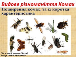Поширення комах, та їх коротка
характеристика
Підготувала вчитель біології
Німчук Тетяна Миколаївна
 