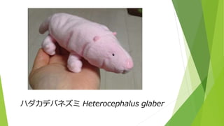 ハダカデバネズミ
