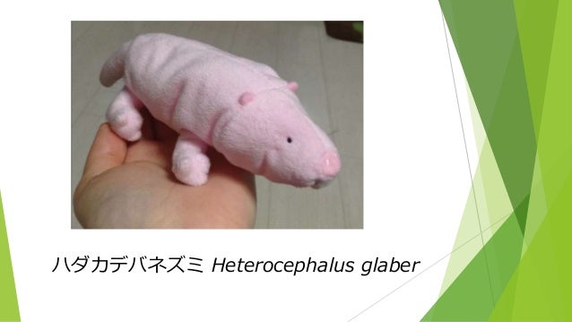 ハダカデバネズミ ハダカデバネズミ