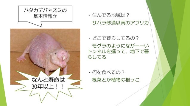 ハダカデバネズミ ハダカデバネズミ