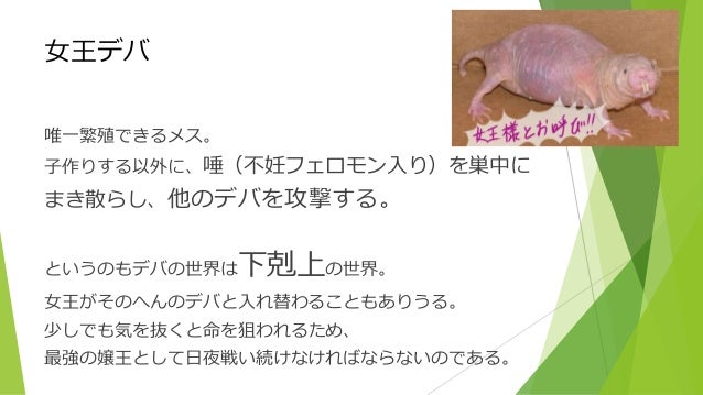 ハダカデバネズミ ハダカデバネズミ