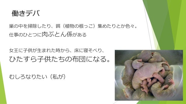 ハダカデバネズミ ハダカデバネズミ