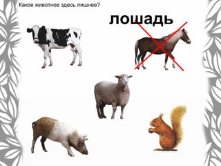 Какое животное здесь лишнее?
лошадь
 
