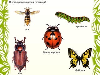 В кого превращается гусеница?
гусеница
божья коровка
жук
бабочка
оса
 