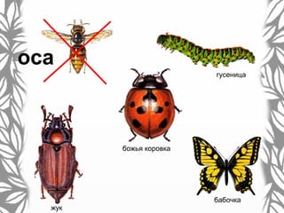 гусеница
божья коровка
жук
бабочка
оса
 