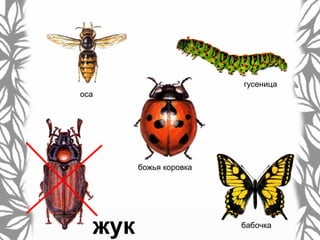 гусеница
божья коровка
бабочка
жук
оса
 