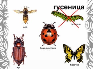бабочка
гусеница
гусеница
божья коровка
жук
оса
 