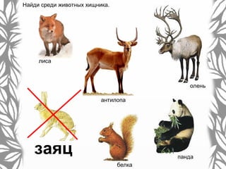 Найди среди животных хищника.
лиса
белка
панда
олень
заяц
антилопа
 