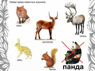 Найди среди животных хищника.
лиса
заяц
белка
олень
панда
антилопа
 