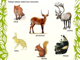 Найди среди животных хищника.
лиса
заяц
белка
панда
антилопа
олень
 