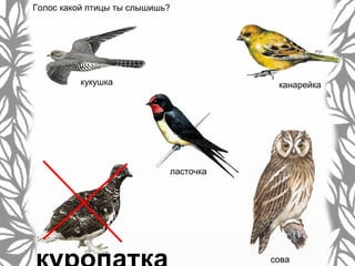 Голос какой птицы ты слышишь?
кукушка
ласточка
канарейка
сова
 