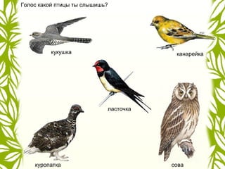 Голос какой птицы ты слышишь?
кукушка
ласточка
канарейка
совакуропатка
 