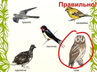 кукушка
ласточка
канарейка
совакуропатка
Правильно!
 