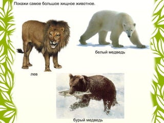 лев
белый медведь
бурый медведь
Покажи самое большое хищное животное.
 