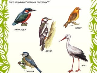 Кого называют "лесным доктором"?
дятел
зимородок
синица
аист
клест
 