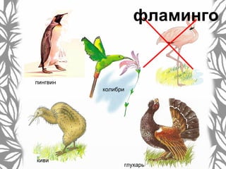 пингвин
колибри
киви
глухарь
фламинго
 