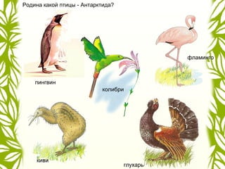 Родина какой птицы - Антарктида?
пингвин
колибри
киви
фламинго
глухарь
 