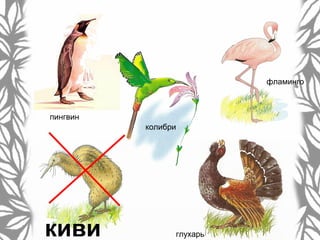 пингвин
глухарькиви
фламинго
колибри
 