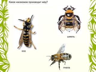 Какое насекомое производит мёд?
оса
пчела
шмель
 