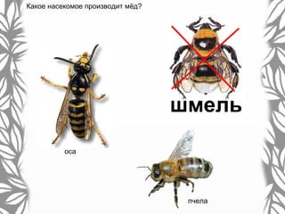 Какое насекомое производит мёд?
пчела
шмель
оса
 