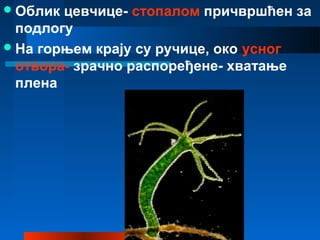 Облик цевчице- стопалом причвршћен за
подлогу
На горњем крају су ручице, око усног
отвора- зрачно распоређене- хватање
плена
 