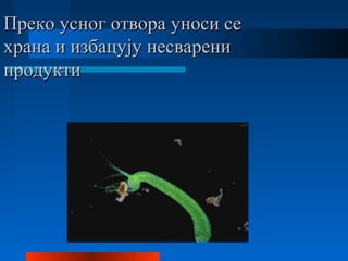 Преко усног отвора уноси сеПреко усног отвора уноси се
храна и избацују несваренихрана и избацују несварени
продуктипродукти
 