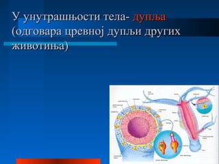 У унутрашњости тела-У унутрашњости тела- дупљадупља
(одговара цревној дупљи других(одговара цревној дупљи других
животиња)животиња)
 