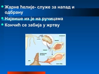 Жарне ћелије- служе за напад и
одбрану
Највише их је на ручицама
Кончић се забија у жртву
 