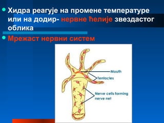 Хидра реагује на промене температуре
или на додир- нервне ћелије звездастог
облика
Мрежаст нервни систем
 