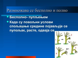 Размножава се бесполно и полноРазмножава се бесполно и полно
Бесполно- пупљењем
Када су повољни услови
спољашње средине појављује се
пупољак, расте, одваја се...
 