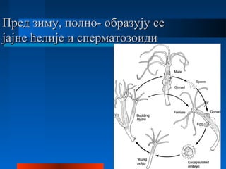 Пред зиму, полно- образују сеПред зиму, полно- образују се
јајне ћелије и сперматозоидијајне ћелије и сперматозоиди
 
