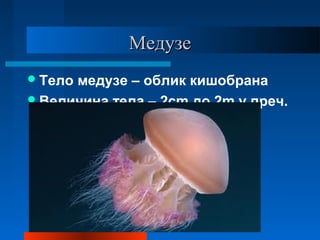 МедузеМедузе
Тело медузе – облик кишобрана
Величина тела – 2cm до 2m у преч.
 