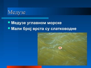 МедузеМедузе
Медузе углавном морске
Мали број врста су слатководне
 