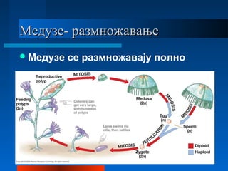 Медузе- размножавањеМедузе- размножавање
Медузе се размножавају полно
 