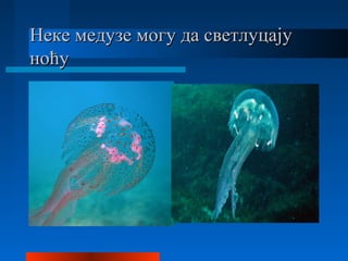 Неке медузе могу да светлуцајуНеке медузе могу да светлуцају
ноћуноћу
 