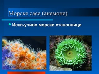 Морске сасе (анемоне)Морске сасе (анемоне)
Искључиво морски становници
 