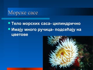 Морске сасеМорске сасе
Тело морских саса- цилиндрично
Имају много ручица- подсећају на
цветове
 