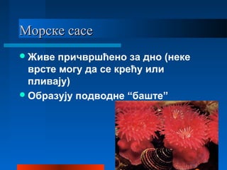 Морске сасеМорске сасе
Живе причвршћено за дно (неке
врсте могу да се крећу или
пливају)
Образују подводне “баште”
 