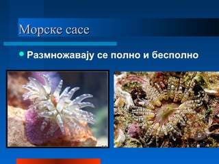 Морске сасеМорске сасе
Размножавају се полно и бесполно
 