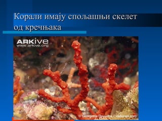 Корали имају спољашњи скелетКорали имају спољашњи скелет
од кречњакаод кречњака
 