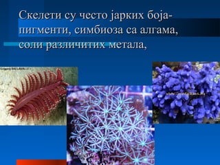Скелети су често јарких боја-Скелети су често јарких боја-
пигменти, симбиоза са алгама,пигменти, симбиоза са алгама,
соли различитих метала,соли различитих метала,
 