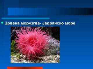 Црвена морузгва- Јадранско море
 
