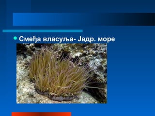 Смеђа власуља- Јадр. море
 