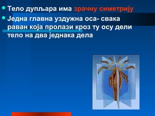 Тело дупљара има зрачну симетрију
Једна главна уздужна оса- свака
раван која пролази кроз ту осу дели
тело на два једнака дела
 
