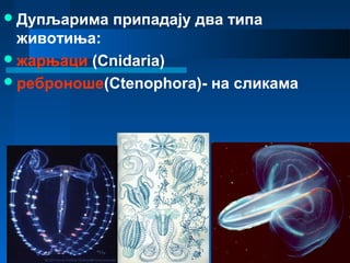Дупљарима припадају два типа
животиња:
жарњаци (Cnidaria)
реброноше(Ctenophora)- на сликама
 