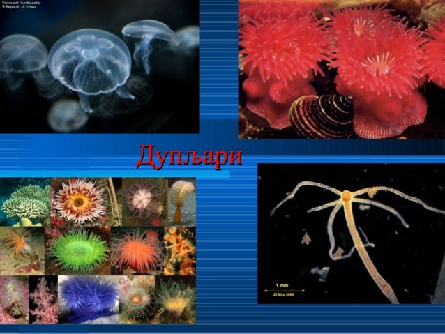 дупљари