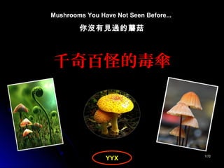 11/72/72
Mushrooms You Have Not Seen Before...
你沒有見過的蘑菇
千奇百怪的毒傘
YYX
 