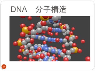 DNA 分子構造
27
 