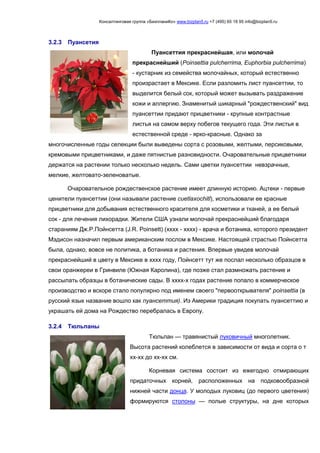 Консалтинговая группа «БизпланиКо» www.bizplan5.ru +7 (495) 65 18 95 info@bizplan5.ru
3.2.3 Пуансетия
Пуансеттия прекраснейшая, или молочай
прекраснейший (Poinsettia pulcherrima, Euphorbia pulcherrima)
- кустарник из семейства молочайных, который естественно
произрастает в Мексике. Если разломить лист пуансеттии, то
выделится белый сок, который может вызывать раздражение
кожи и аллергию. Знаменитый шикарный "рождественский" вид
пуансеттии придают прицветники - крупные контрастные
листья на самом верху побегов текущего года. Эти листья в
естественной среде - ярко-красные. Однако за
многочисленные годы селекции были выведены сорта с розовыми, желтыми, персиковыми,
кремовыми прицветниками, и даже пятнистые разновидности. Очаровательные прицветники
держатся на растении только несколько недель. Сами цветки пуансеттии невзрачные,
мелкие, желтовато-зеленоватые.
Очаровательное рождественское растение имеет длинную историю. Ацтеки - первые
ценители пуансеттии (они называли растение cuetlaxochitl), использовали ее красные
прицветники для добывания естественного красителя для косметики и тканей, а ее белый
сок - для лечения лихорадки. Жители США узнали молочай прекраснейший благодаря
стараниям Дж.Р.Пойнсетта (J.R. Poinsett) (хххх - хххх) - врача и ботаника, которого президент
Мэдисон назначил первым американским послом в Мексике. Настоящей страстью Пойнсетта
была, однако, вовсе не политика, а ботаника и растения. Впервые увидев молочай
прекраснейший в цвету в Мексике в хххх году, Пойнсетт тут же послал несколько образцов в
свои оранжереи в Гринвиле (Южная Каролина), где позже стал размножать растение и
рассылать образцы в ботанические сады. В хххх-х годах растение попало в коммерческое
производство и вскоре стало популярно под именем своего "первооткрывателя" poinsettia (в
русский язык название вошло как пуансеттия). Из Америки традиция покупать пуансеттию и
украшать ей дома на Рождество перебралась в Европу.
3.2.4 Тюльпаны
Тюльпан — травянистый луковичный многолетник.
Высота растений колеблется в зависимости от вида и сорта о т
хх-хх до хх-хх см.
Корневая система состоит из ежегодно отмирающих
придаточных корней, расположенных на подковообразной
нижней части донца. У молодых луковиц (до первого цветения)
формируются столоны — полые структуры, на дне которых
 