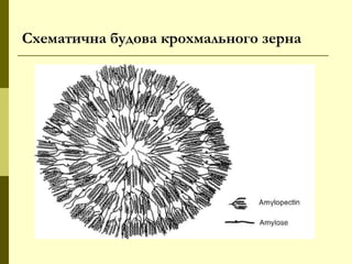 Схематична будова крохмального зерна
 